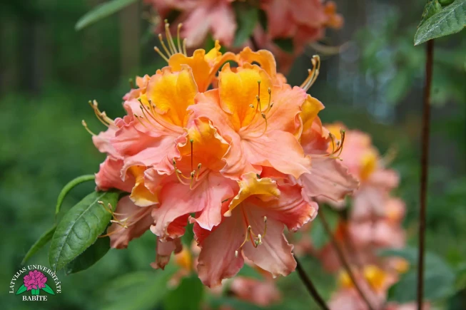 Rhododendron   'Sandija'